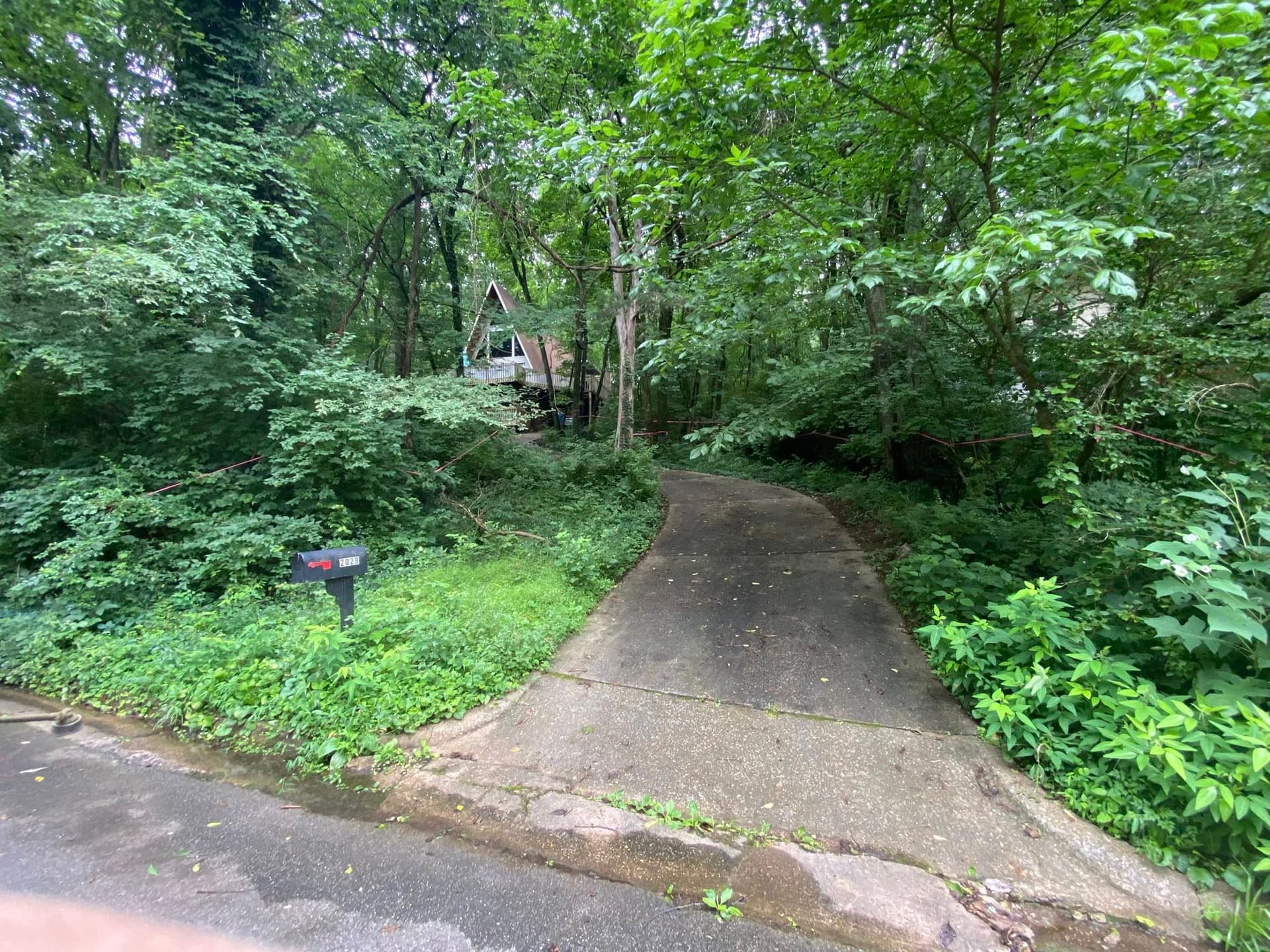 Driveway clearing — before