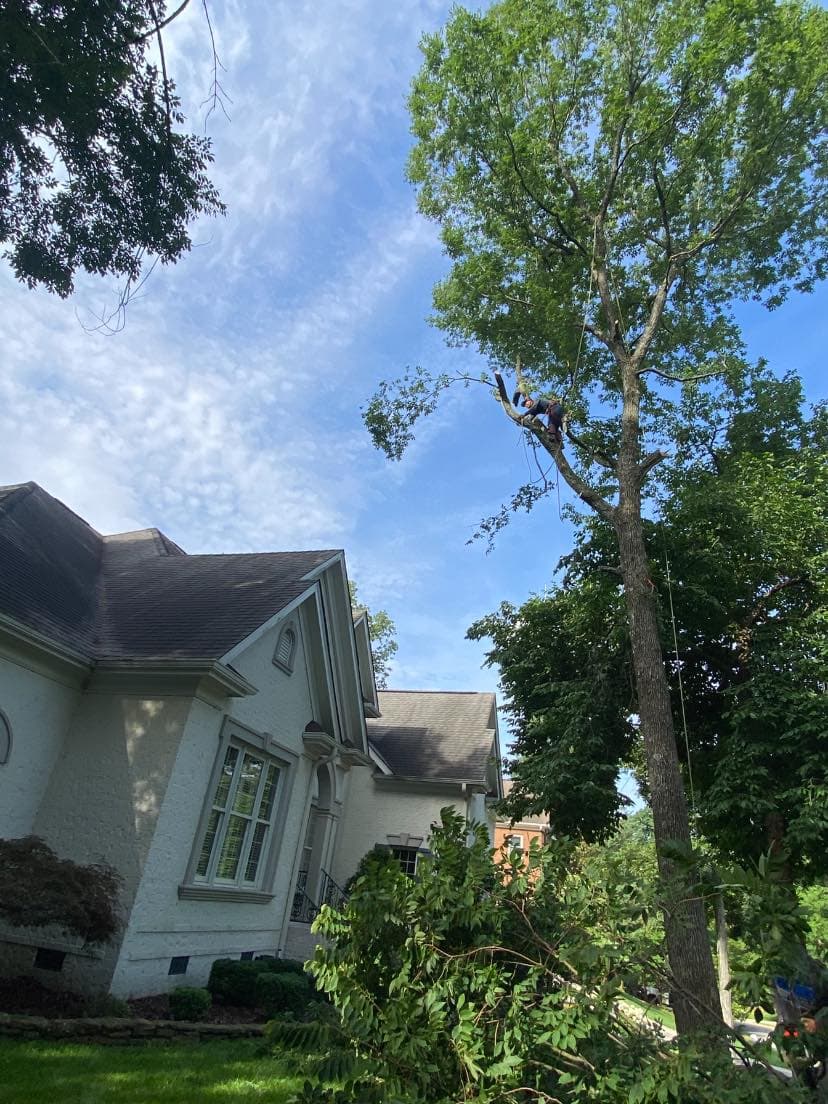 Residential tree and landscape work