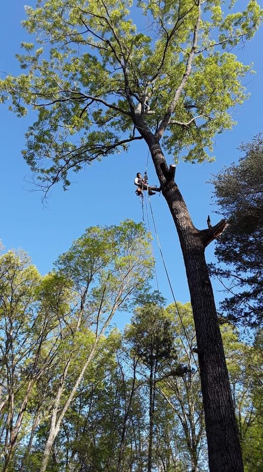 Tree canopy climbing work