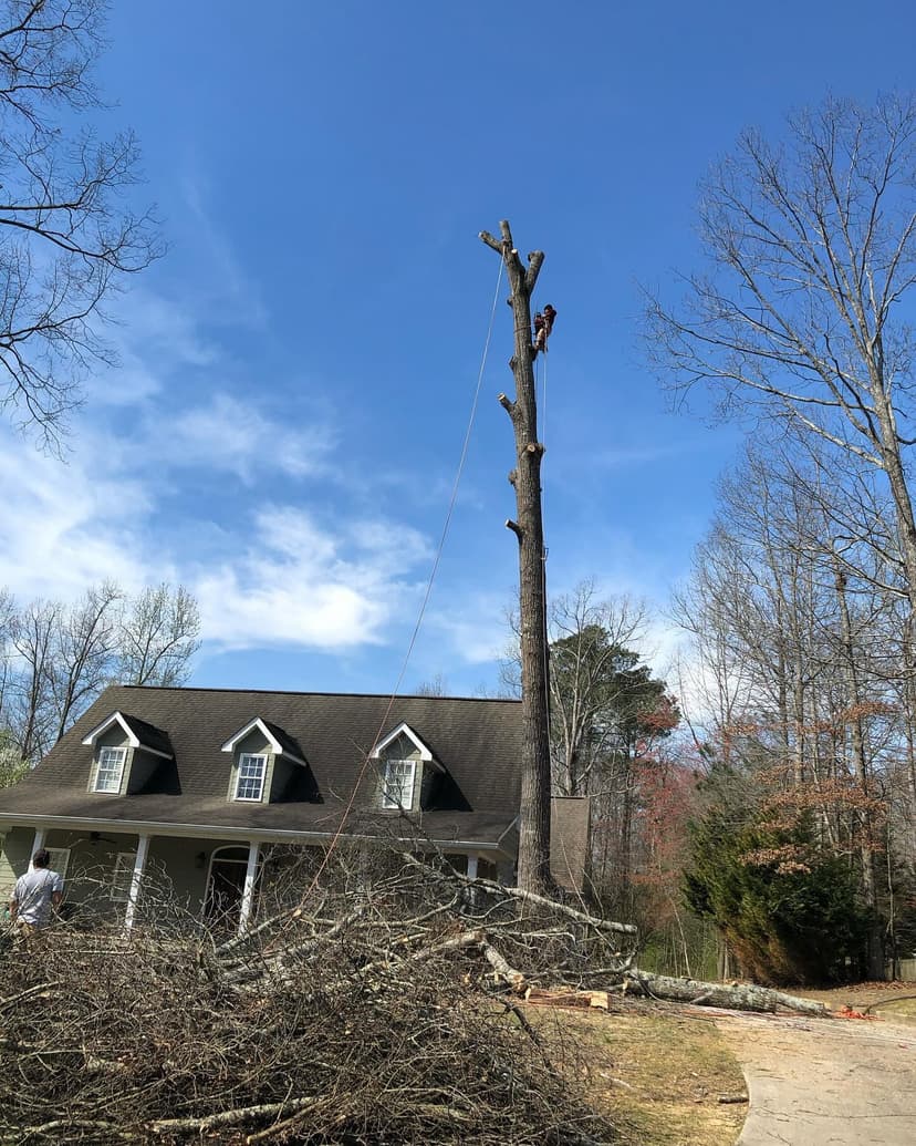 Tree removal