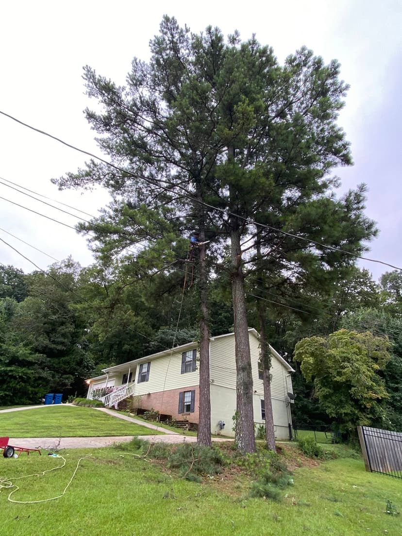 Tree removal near power lines