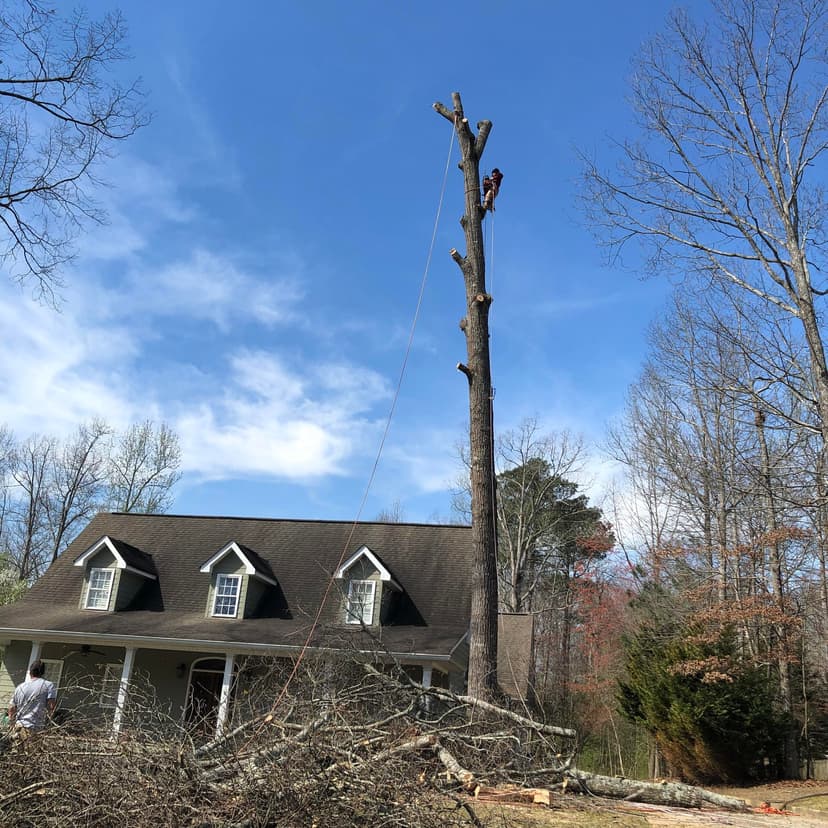 Tree removal project